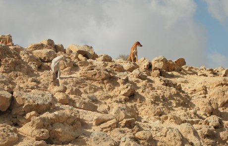 לבד במדבר- פרויקט חוות הבודדים